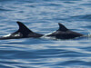 3 Dolphins near the Farne Islands